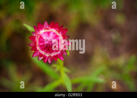 Ewige Blume / Strawflower - Xerochrysum Bracteatum Coco, Syn Helichrysum Bracteatum, Syn Bracteantha Bracteata Stockfoto