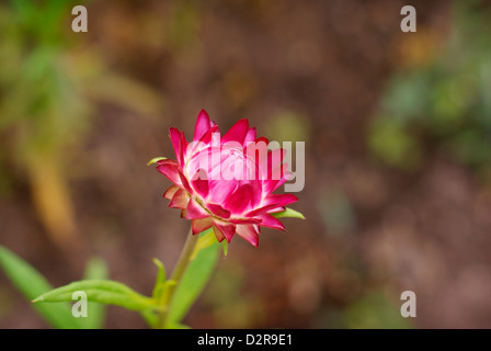 Ewige Blume / Strawflower - Xerochrysum Bracteatum Coco, Syn Helichrysum Bracteatum, Syn Bracteantha Bracteata Stockfoto