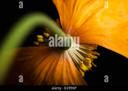 Papaver Croceum, Papaver Nudicaule, Mohn, isländischer Mohn, Orange, schwarz. Stockfoto