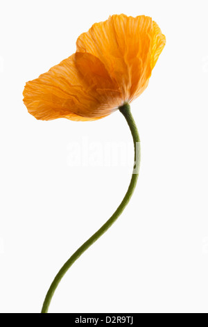 Papaver Croceum, Papaver Nudicaule, Mohn, isländischer Mohn, Orange, weiß. Stockfoto