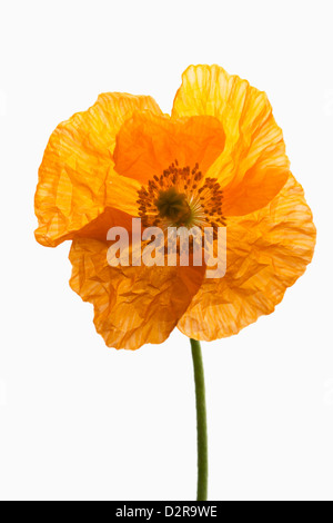 Papaver Croceum, Papaver Nudicaule, Mohn, isländischer Mohn, Orange, weiß. Stockfoto