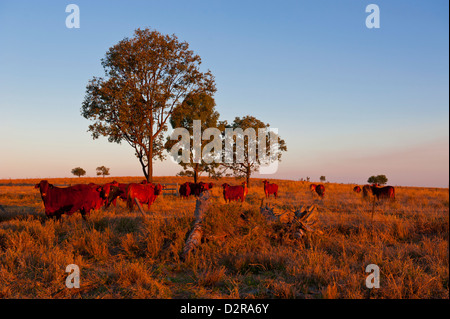 Rinder in den späten Nachmittag Licht, Carnarvon Gorge, Queensland, Australien, Pazifik Stockfoto