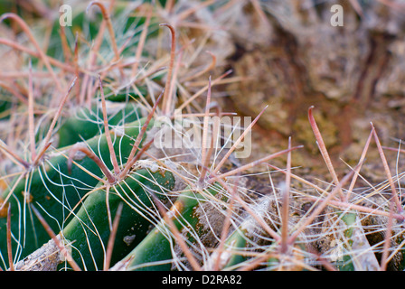 Ferocactus Wislizenii - Arizona Barrel Cactus auch bekannt als Angelhaken Barrel Cactus, Candy Barrel Cactus und südwestlichen Barrel. Stockfoto