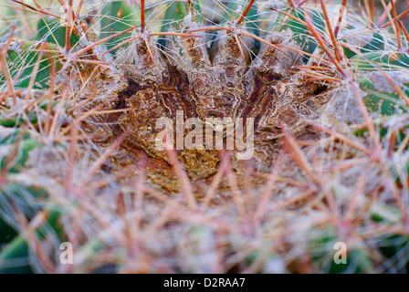 Ferocactus Wislizenii - Arizona Barrel Cactus auch bekannt als Angelhaken Barrel Cactus, Candy Barrel Cactus und südwestlichen Barrel. Stockfoto