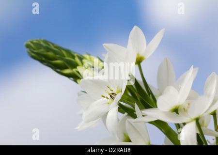 Ornithogalum Thyrsoides, Star-of-Bethlehem, weiß. Stockfoto