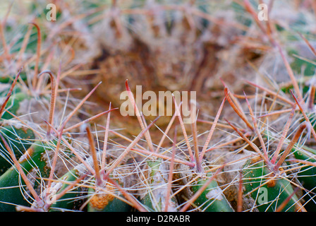 Ferocactus Wislizenii - Arizona Barrel Cactus auch bekannt als Angelhaken Barrel Cactus, Candy Barrel Cactus und südwestlichen Barrel. Stockfoto