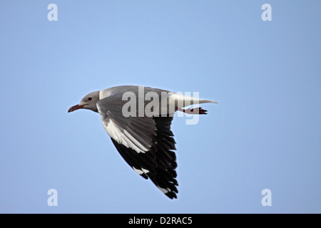 Grey leitete Möwe im Flug in Gambia Stockfoto