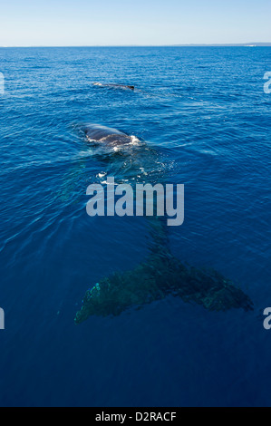 Buckelwal (Impressionen Novaeangliae) in Harvey Bay, Queensland, Australien, Pazifik Stockfoto