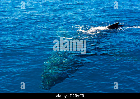 Buckelwal (Impressionen Novaeangliae) in Harvey Bay, Queensland, Australien, Pazifik Stockfoto