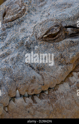 Salzwasser-Krokodil (Crocodylus Porosus), Queensland, Australien, Pazifik Stockfoto