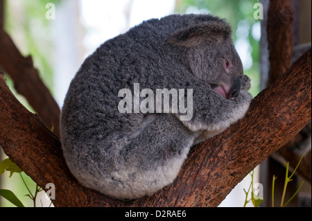 Koala (Phascolarctos Cinereus) in der Wallfahrtskirche von Townsville, Queensland, Australien, Pazifik Stockfoto