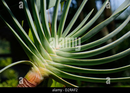 Ventilator Aloe - Aloe plicatilis, Xanthorrhoeaceae (aloaceae). Fynbos Ökoregion, Western Cape in Südafrika. Berg Saftige Stockfoto