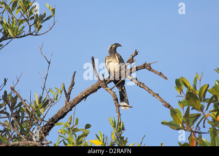 Graues Hornbill thront in Gambia Stockfoto