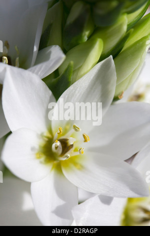 Ornithogalum Thyrsoides, Star-of-Bethlehem, weiß. Stockfoto