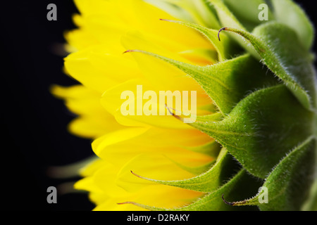 Sorte Helianthus, Sonnenblume, gelb, schwarz. Stockfoto