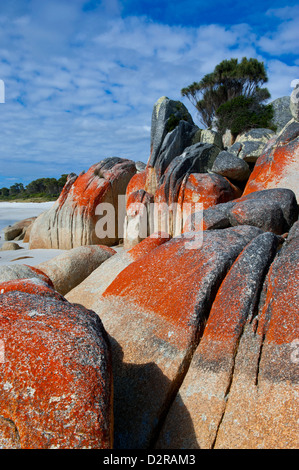 Bay of Fire, wurde zu einer der schönsten Strände der Welt, Tasmanien, Australien, Pazifik Stockfoto