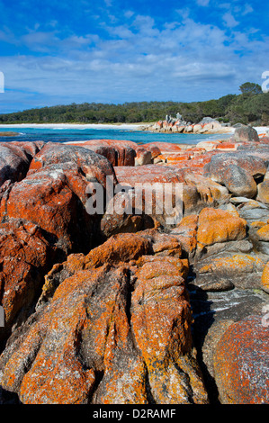 Bay of Fire, wurde zu einer der schönsten Strände der Welt, Tasmanien, Australien, Pazifik Stockfoto