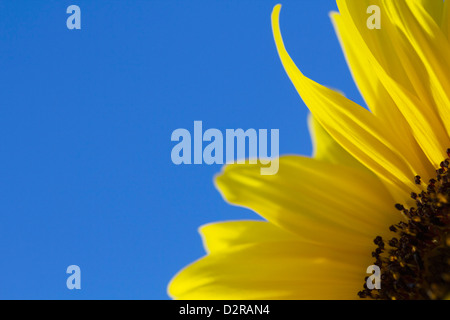 Sorte Helianthus, Sonnenblume, gelb, blau. Stockfoto