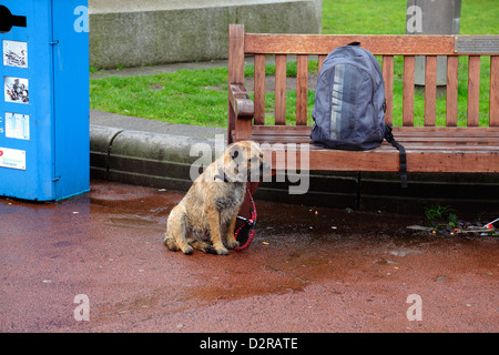 Ein kleiner Hund an einer Leine gebunden an eine Bank beobachten und warten, Glasgow, Schottland, Großbritannien Stockfoto