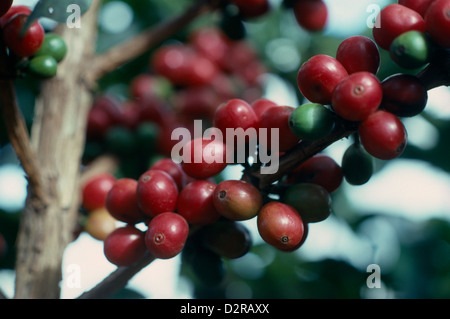 Coffea Arabica, Kaffee, rot. Stockfoto