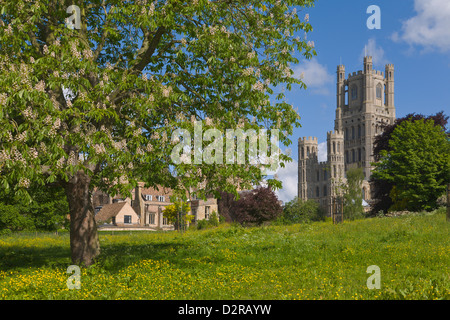 Kathedrale von Ely Cambridgeshire England Stockfoto