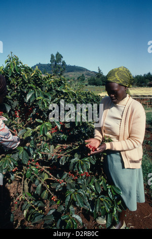 Ost-Afrika, Kenia, Coffea Arabica, Kaffee, rot. Stockfoto