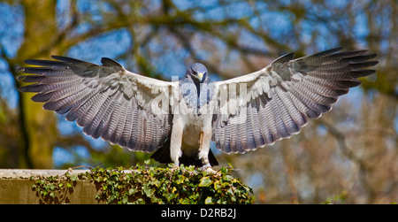 Chilenische Adler/schwarz-Chested Bussard Eagle/chilenische Blue Eagle/grau Bussard (Geranoaetus Melanoleucus) Adlerflügel ausgestreckt Stockfoto