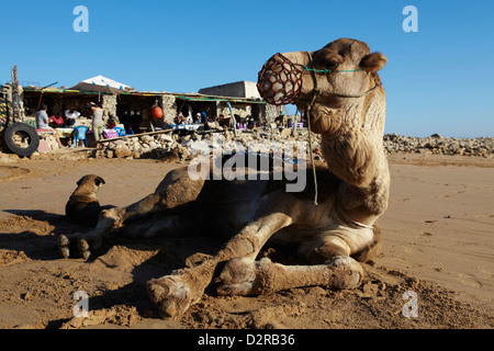 Kamel eine Rast an einem marokkanischen Strand Stockfoto