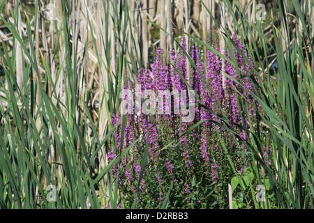 Blutweiderich ist eine invasive Unkraut/Pflanze stammt aus Europa und Asien. Diesein fand am Rande des Sumpfes im Osten von Ontario Stockfoto