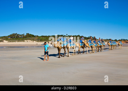 Kamele am Cable Beach in Broome, Australien Stockfoto