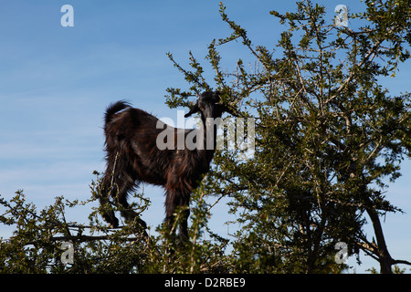 Ziege im Baum, Marokko Stockfoto