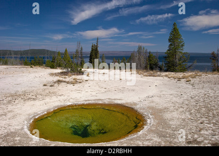 Ephedra Frühling, West Thumb Geyser Basin, Yellowstone-Nationalpark, Wyoming, USA Stockfoto