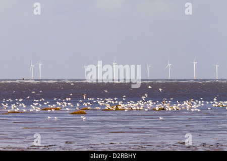 Windkraftanlagen mit Herde von Silbermöwen auf dem Sand bei Flut Wirral England Stockfoto