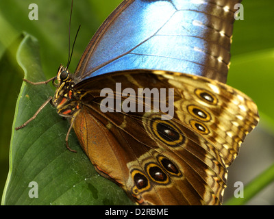 Blauen Morpho Schmetterling Morpho Peleides limpida Stockfoto