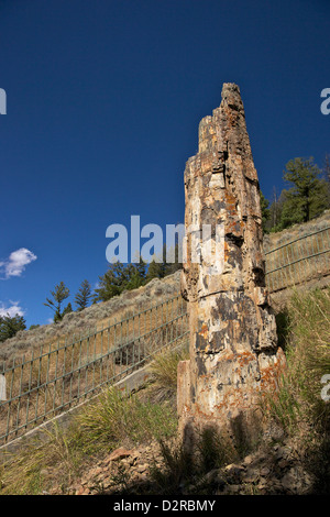 Versteinerter Baum in der Nähe von Tower-Roosevelt, Yellowstone-Nationalpark, Wyoming, USA Stockfoto