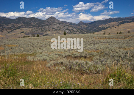 Landschaft im nördlichen Yellowstone aus Grand Loop Road, Yellowstone-Nationalpark, Wyoming, USA Stockfoto