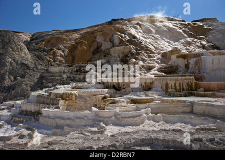 Palette Spring, Mammoth Hot Springs, Yellowstone-Nationalpark, Wyoming, USA Stockfoto