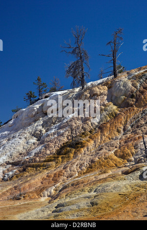 Palette Spring, Mammoth Hot Springs, Yellowstone-Nationalpark, Wyoming, USA Stockfoto