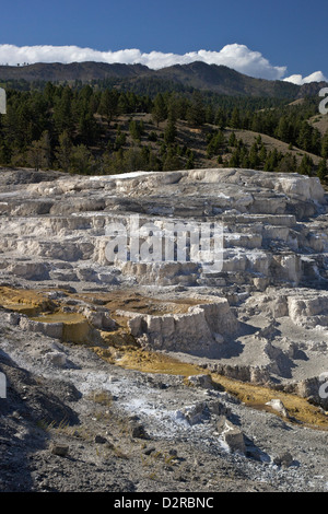 Minerva Terrasse, Mammoth Hot Springs, Yellowstone-Nationalpark, Wyoming, USA Stockfoto