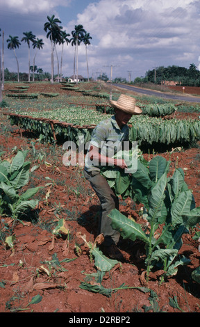 West Indies, Karibik, Kuba, Pinar del Rio, Tabak-Plantage, Nicotiana Tabacum, Tabak, grün. Stockfoto