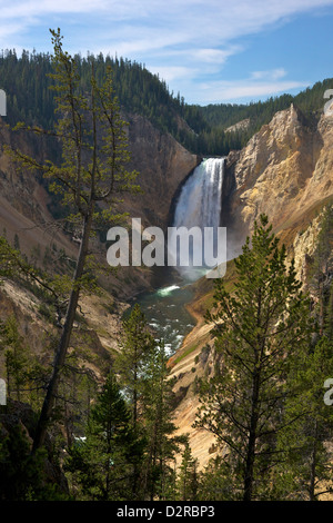 Blick auf Lower Falls von Red Rock Point, Grand Canyon of the Yellowstone River, Yellowstone-Nationalpark, Wyoming, USA Stockfoto