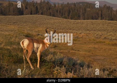 Buck Gabelbock (Antilocapra Americana), Lamar Valley, Yellowstone-Nationalpark, Wyoming, USA Stockfoto