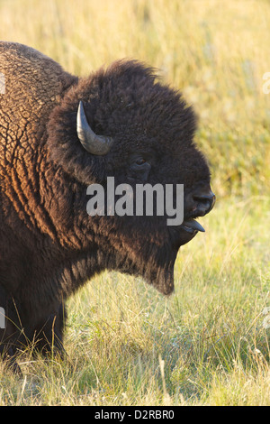 Bison in das Lamar Valley, Yellowstone-Nationalpark, Wyoming, USA Stockfoto