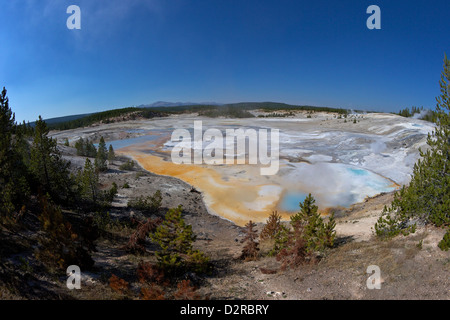 Porzellan-Federn, Porzellan-Becken, Norris Geyser Basin, Yellowstone-Nationalpark, Wyoming, USA Stockfoto