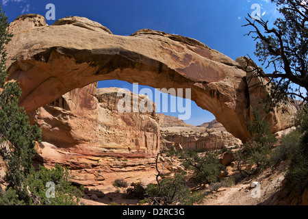 Hickman Bridge, Capitol Reef National Park, Utah, Vereinigte Staaten von Amerika, Nordamerika Stockfoto