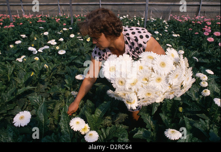 Italien, Kampanien, Torre del Creco, Gerbera Sorte, Gerbera, weiß. Stockfoto