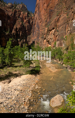 Riverside Walk in Virgin River Canyon nördlich von Temple of Sinawava, Zion Nationalpark, Utah, USA Stockfoto