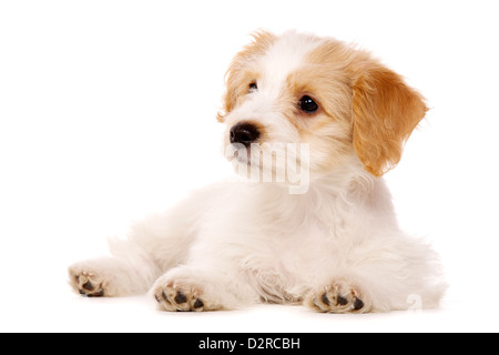 Bichon Frise Welpen Kreuz gelegt isoliert auf weißem Hintergrund Stockfoto