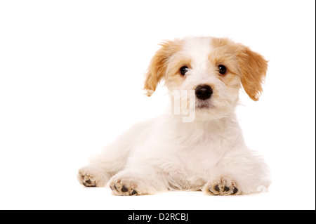 Bichon Frise Kreuz Welpen gelegt, schaut in die Kamera auf einem weißen Hintergrund isoliert Stockfoto