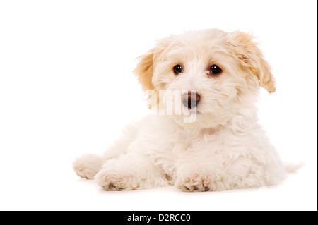 Bichon Frise Kreuz Welpen isoliert auf weißem Hintergrund festgelegten Stockfoto